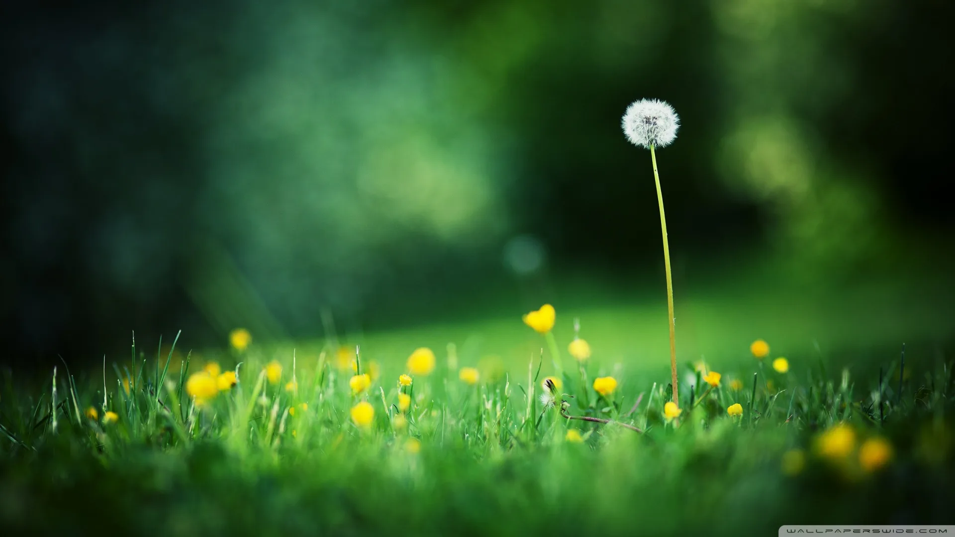 Grass